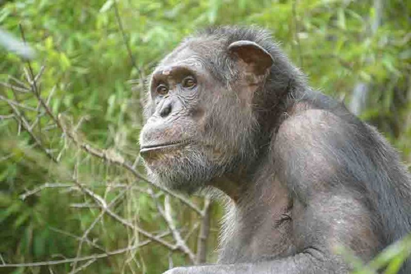 Schimpanse Epulu ist in den Zoo Heidelberg gezogen. 