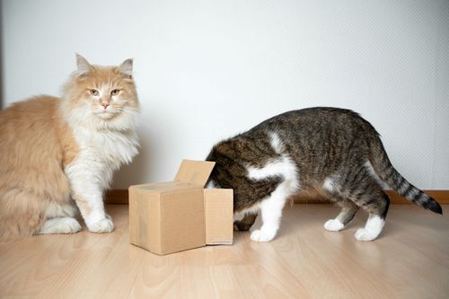 Zwei Katzen spielen mit einem kleinen Karton