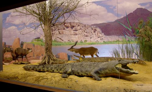 Krokodil im Wildlife Naturkundemuseum