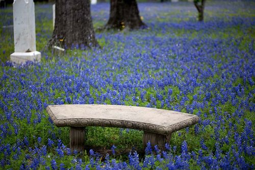 Sitzbank in einem Blumenfeld auf dem Friedhof