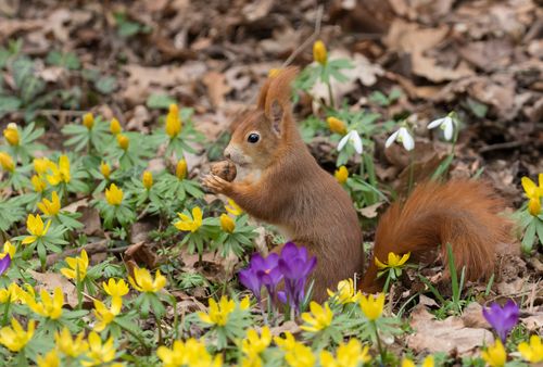 Eichhörnchen sitzt in Blumen von Winterlingen, Krokussen und Schneeglöckchen