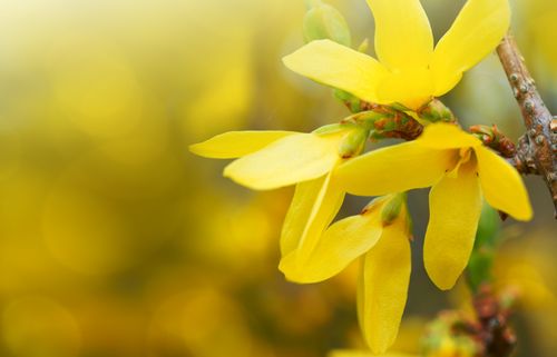Gelbe Blüten der Forsythie