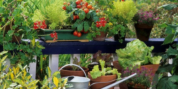 Balkon mit Gemüsepflanzen