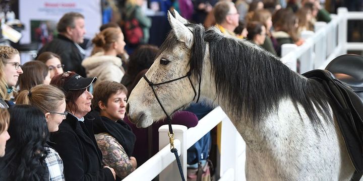 Pferde-Messe in Friedrichshafen - PFERD BODENSEE
