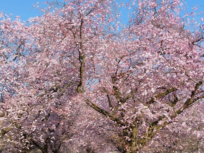 Stand der Kirschblüte in Schwetzinger Schlossgarten am 20.03.22