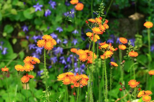 Habichtskraut im Garten als Blühinsel für Insekten