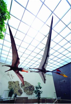 Flugsaurier im Naturkundemuseum