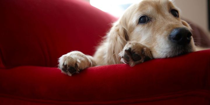Süßer sensibler Hund auf rotem Sofa