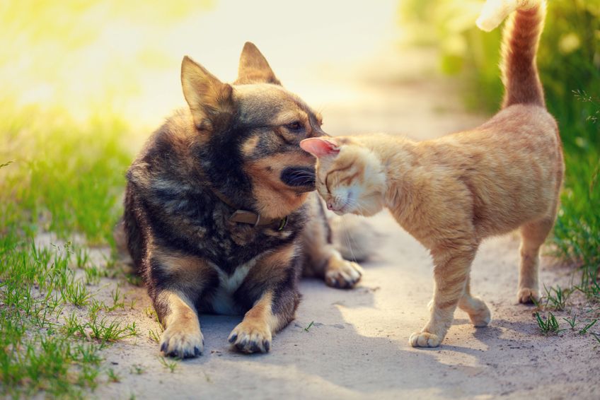 Hund und Katze sind freunde und schmusen