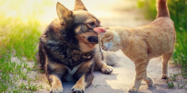 Hund und Katze sind freunde und schmusen