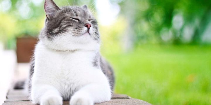 Chillende Katze mit geschlossenen Augen auf der Gartenmauer