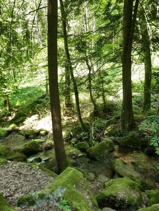 Gaishöll Wasserfälle im Wald bei Sasbachwalden