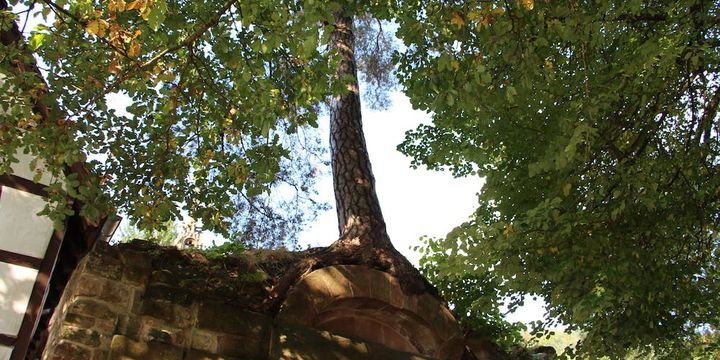 Vor rund 200 Jahren bezog der Baum seinen ungewöhnlichen Platz auf dem historischen Gemäuer.