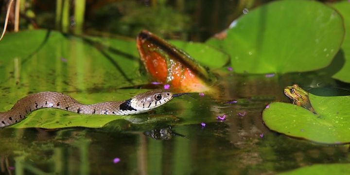 Begegnung im Wasser: Ringelnatter und Frosch: Keine Sorge, der Frosch konnte entkommen. Das Foto landete auf Platz 8 beim Fotowettbewerb 2020