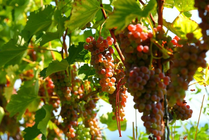 Klima Forum: Weinbau ohne Pestizide – wie geht das?