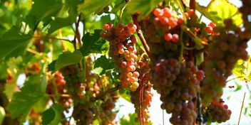 Klima Forum: Weinbau ohne Pestizide – wie geht das?