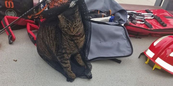 Ladenburg: Katze gerettet
