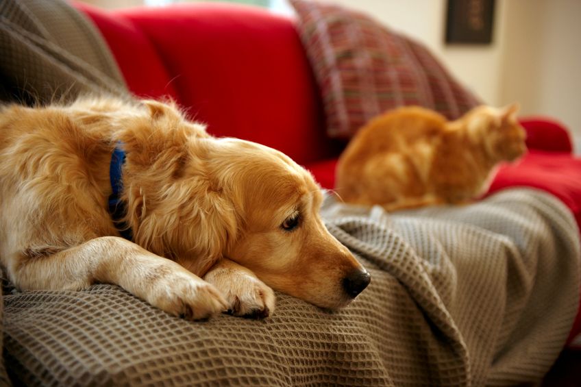 Hund und Katze auf dem Sofa sitzend