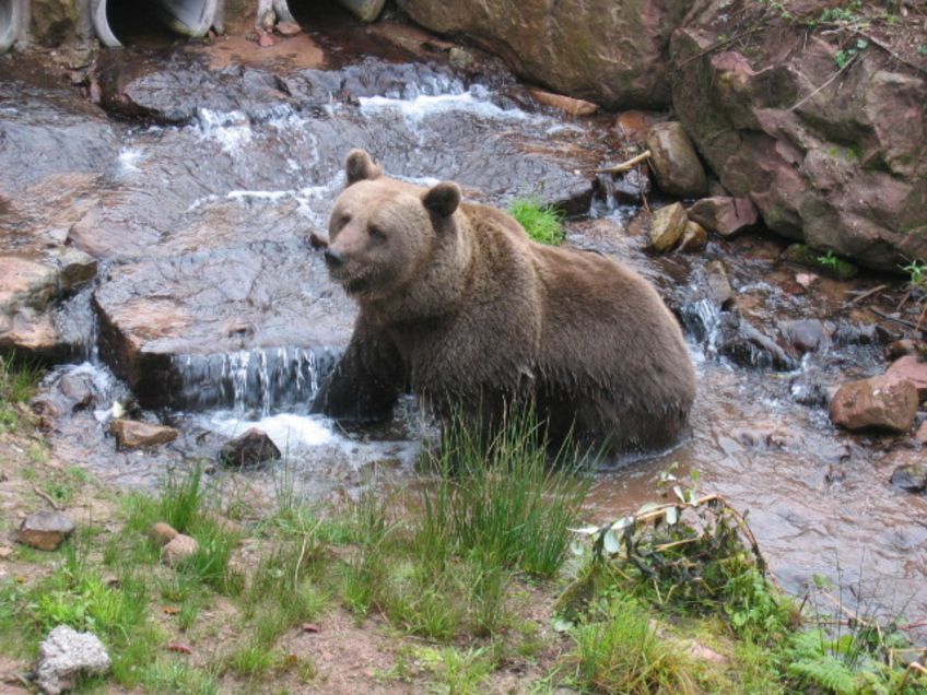 Natürlicher Lebens(t)raum für Bären und Wölfe