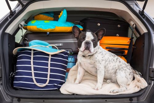 Urlaubsgepäck und Hund im Kofferraum