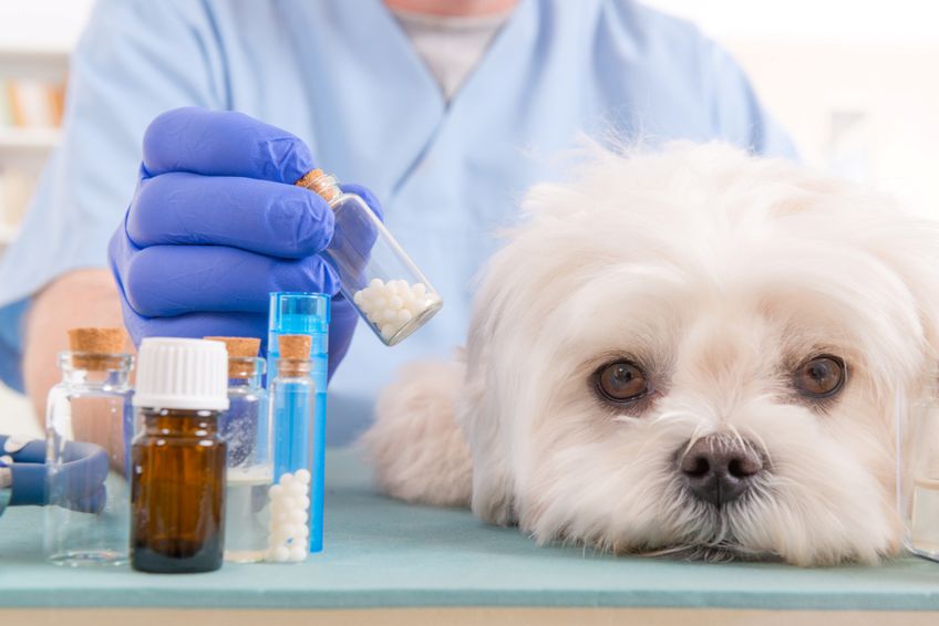Homöopathische Medikamente für Hunde