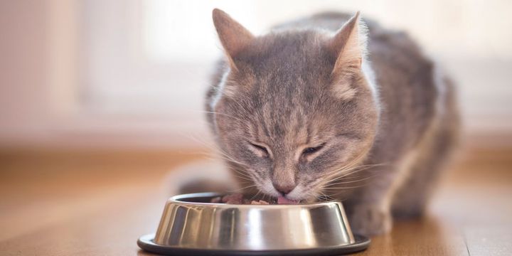 Katze frisst Nassfutter aus Napf