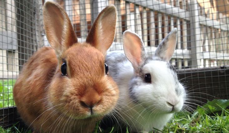 Kaninchen vergesellschaften: Neues Kaninchen eingewöhnen