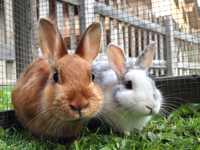 Zwei süße Kaninchen