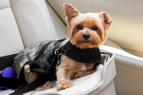 Kleiner Hund gesichert im Körbchen auf Autorücksitz