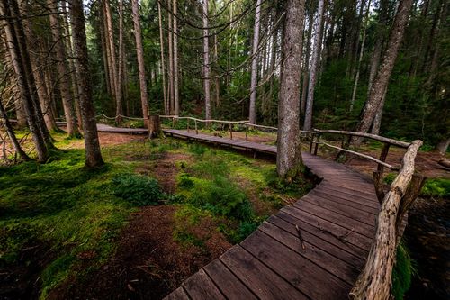 Entlang des Zauberwaldpfades geht es inmitten des Naturschutzgebietes Taubenmoos über kleine Brücken und Stege. 