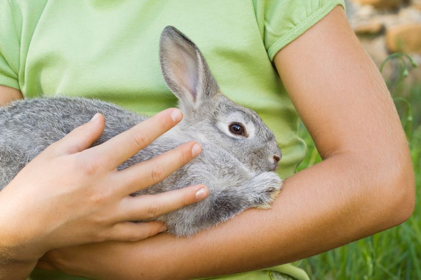 Kind hält ein Kaninchen