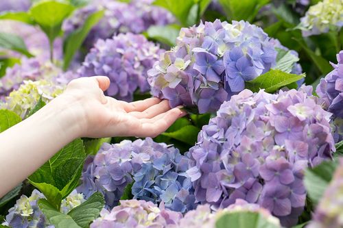 Blaue, lila und violette Hortensien