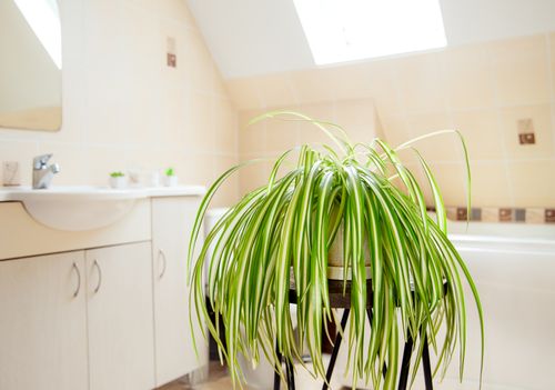 Grünlilie (Chlorophytum) Topfpflanze im Badezimmer