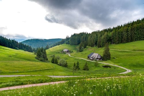 Schwarzwaldhöfe inmitten der Landschaft 
