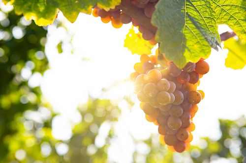 Weintrauben im Sonnenlicht