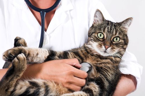 Tierarzt hält eine Katze