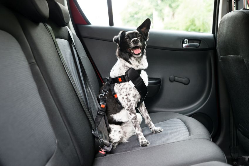 Hund mit Sicherheitsgurt auf Autorücksitz