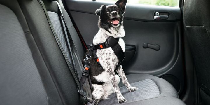 Hund mit Sicherheitsgurt auf Autorücksitz