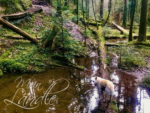 Hund balanciert auf Baumstamm über dem Edenbach im Auwald