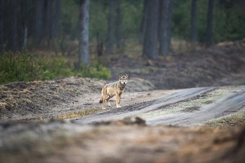 Aktuell leben drei männliche Wölfe im Schwarzwald.