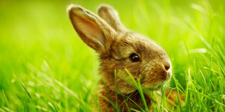 Kleines Kaninchen auf dem Rasen