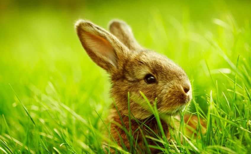 Kleines Kaninchen auf dem Rasen