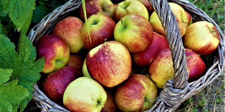 Frisch vom Baum schmeckt das Obst am besten. Wer zu viel Obst hat, kann es zu Saft verarbeiten und somit länger haltbar machen.