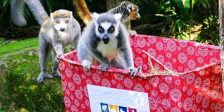 Lemuren erobern die Geschenke