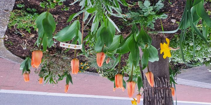 Bunte Tulpen in der Hockenheimer Straße im Frühjahr 2022