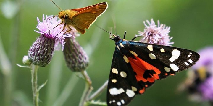 Extensiv genutztes Grünland beherbergt eine reiche Insektenwelt mit Schmetterlingen wie dem Dickkopffalter oder dem Schönbär. 