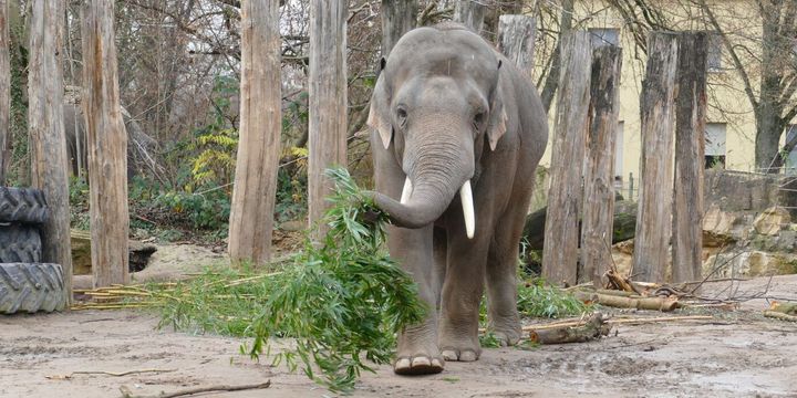 Elefanten, Rhesusaffen oder Mähnenrobben sind wie gewohnt beim Zoobesuch zu sehen