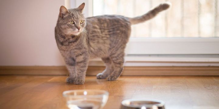 Katze vor Futter- und Wassernapf