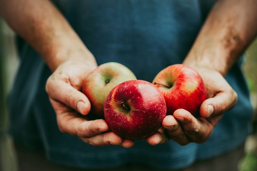 Mann hält drei Äpfel in Händen