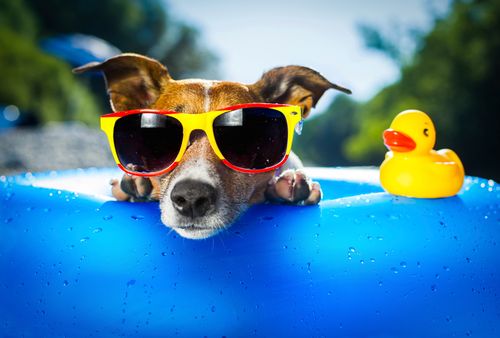 Hund mit Sonnenbrille im Planschbecken